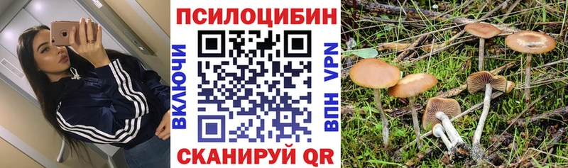 что такое наркотик  Болхов  Галлюциногенные грибы Cubensis 
